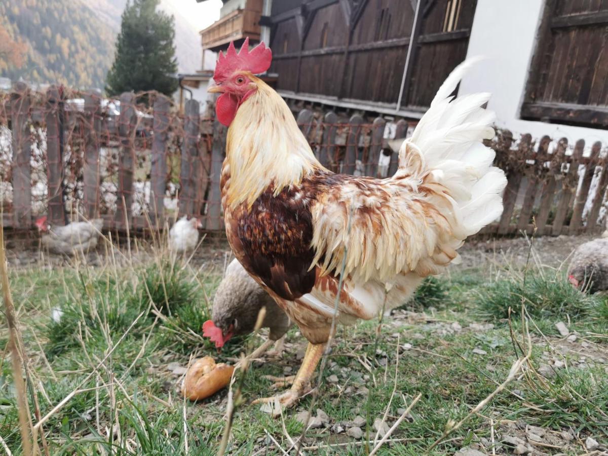 Farma Bergerhof Kals-am Großglockner